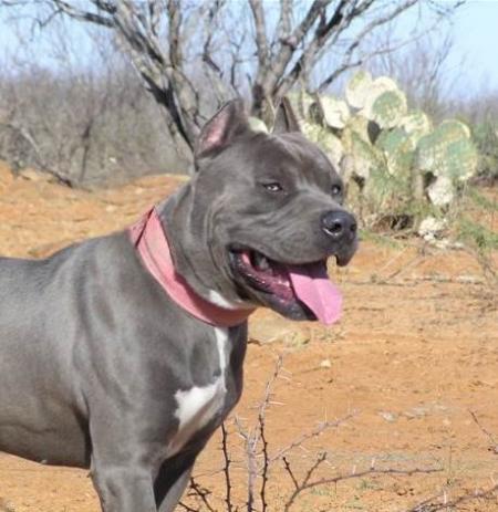 pitbull